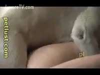 Gay bestiality sodomized by his mutt
